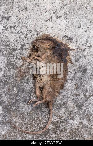 Old Dead mouse/Rat die/Dead rat on concrete floor Stock Photo