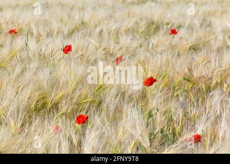 beautiful red flowers of poppies blooming in a crop wheat  field Stock Photo