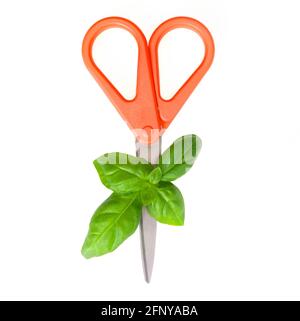Close-up of fresh sweet basil leaves and scissors with heart shaped red handles isolated on white. Basil trimming and harvesting concept. Stock Photo