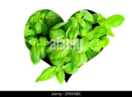 Fresh leaves of a sweet basil bush coming through a heart shaped