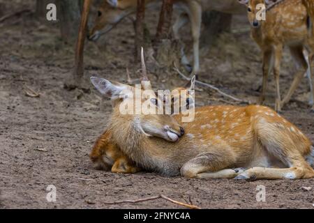 Young Whitetail Deer male and female sitting together in the public park Stock Photo