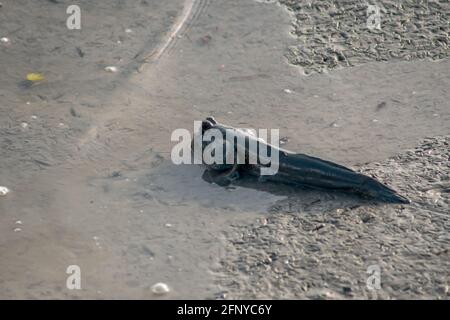Giant mudskipper fish or Amphibious fish (Periophthalmodon schlosseri) on low tide muddy swamp river bank mangrove forest at Parit Java, Malaysia Stock Photo