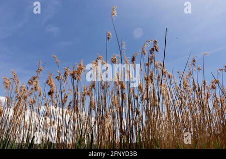 Common reeds against sky Stock Photo