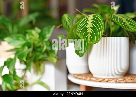 Tropical houseplant called 'Maranta Leuconeura Lemon Lime' in flower pot on table with copy space Stock Photo