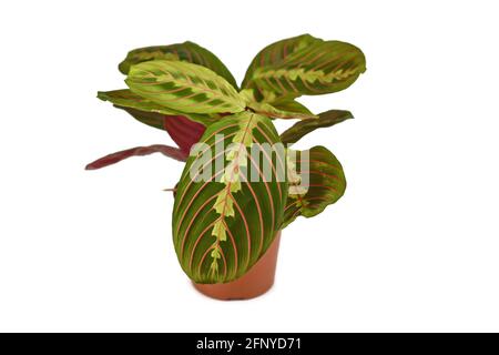 Exotic 'Maranta Leuconeura Fascinator' plant in flower pot isolated on white background