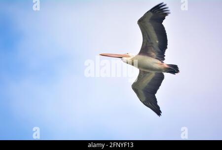 A large pale waterbird with a hefty pinkish pouched bill marked with diagnostic dark spots on the upper mandible. The head is grizzled with a hint Stock Photo