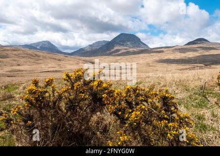 Common gorse (Ulex europaeus) in bloom with the Paps of Jura in the distance, Isle of Jura, Inner Hebrides, Scotland. Stock Photo