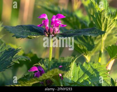 Bloom of a spotted dead nettle Stock Photo