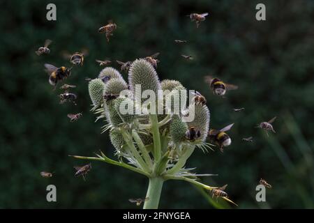 A composite image showing garden wildlife diversity with insects attracted to Eryngium Sea-holly flowers. Stock Photo