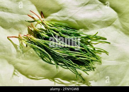 Bunch of salsola soda -agretti - Stock Photo