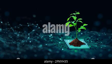 Tree with soil growing on  the converging point of computer circuit board. Blue light and wireframe network background. Green Computing, csr, ethics. Stock Photo