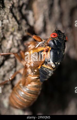 Red eyed periodical 17 year cicada emerging from its exoskeleton. Stock Photo