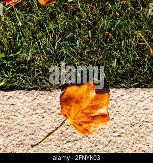 Green grass, stone path and fallen autumn leaves. Autumn in the park. Stock Photo
