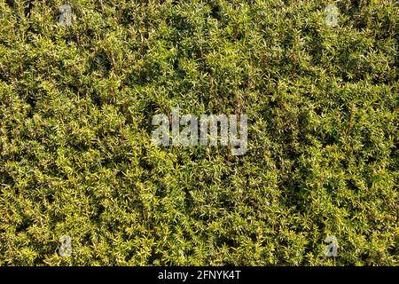 green hedge, close up view, texture background Stock Photo