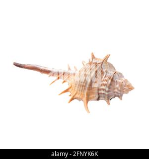 Isolated sea shell on white Stock Photo