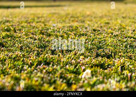 green trimmed hedge - Thuja, close up view Stock Photo