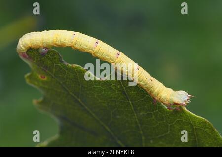 Common Wave moth caterpillar (Cabera exanthemata) on edge of oak leaf. Tipperary, Ireland Stock Photo