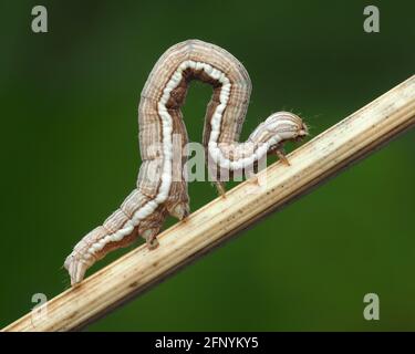Mother Shipton moth caterpillar (Callistege mi) crawling up grass stem. Tipperary, Ireland Stock Photo