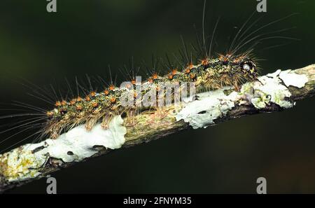 Red Necked Footman moth caterpillar (Atolmis rubricollis) crawling on conifer tree branch. Tipperary, Ireland Stock Photo