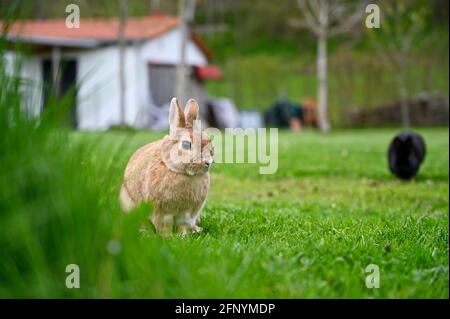 Small brown pet rabbit sitting in a garden with a building in the background Stock Photo