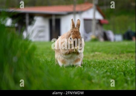 Small brown pet rabbit sitting cleaning itself in a garden with a building in the background Stock Photo