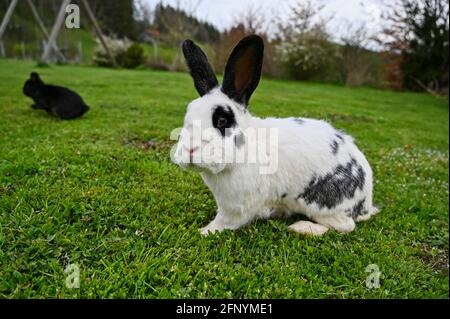 Black and white pet rabbit with long black ears and panda eyes in a garden eating grass Stock Photo