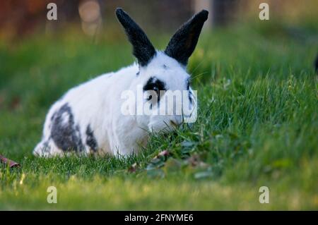 Black and white pet rabbit with long black ears and panda eyes in a garden eating grass Stock Photo