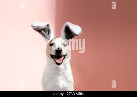 Cute Jack Russell terrier dog wearing headband with bent large bunny ears with protruding tongue looks at camera sitting on pink background close view Stock Photo