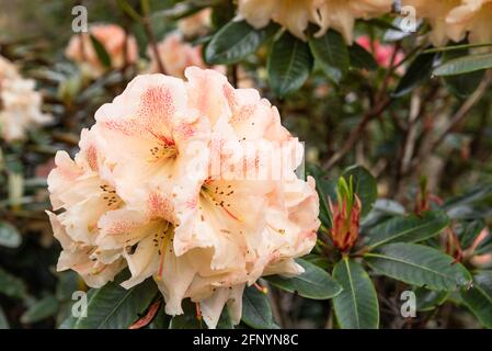 Rhododendron 'Wind River' Stock Photo