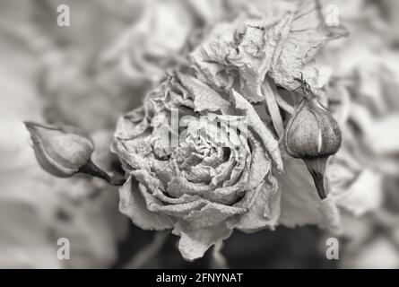Dry roses. Close-up black and white image of dried rose flowers in a bouquet. Life and death concept. Withered flowers Stock Photo