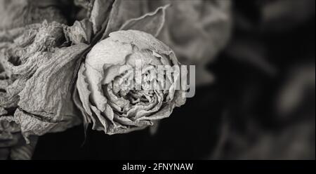 Dry roses. Close-up black and white image of dried rose flowers in a bouquet. Life and death concept. Withered flowers Stock Photo