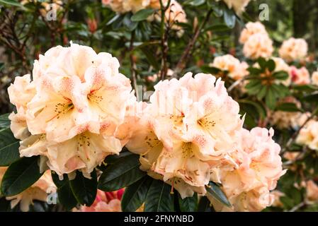 Rhododendron 'Wind River' Stock Photo