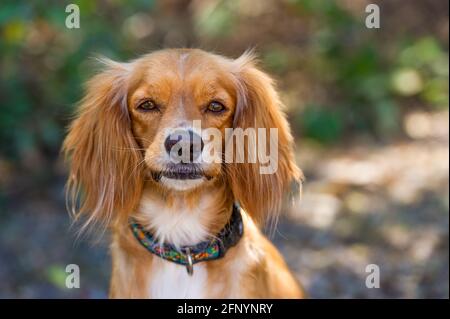A Beautiful Cocker Spaniel Portrait Outdoors In Natural Surroundings Stock Photo
