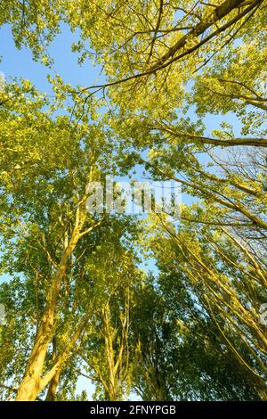 Looking up towards a blue sky and a green canopy formed from Grey Poplar trees, (Populus canescens), in full leaf Stock Photo