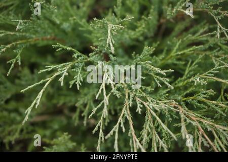 view from above on Thuja occidentalis leaves Stock Photo