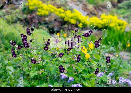 Phaeum dark purple dusky cranesbill geranium flowers in bloom in May June garden spring summer Carmarthenshire Wales Great Britain UK  KATHY DEWITT Stock Photo