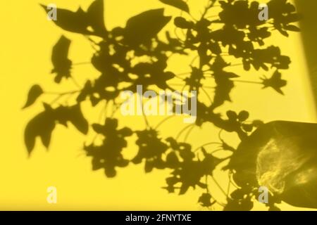 Shadow nature yellow background. Abstract floral pattern on the wall. Creative summer design layout with space for text. A blooming cherry branch and Stock Photo