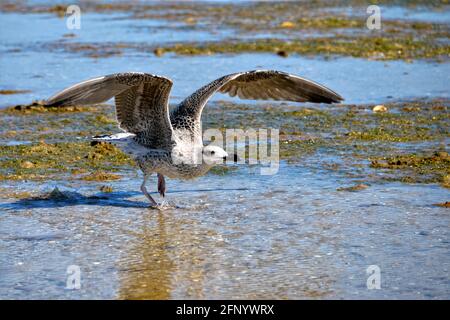 Juvenile Great Black-backed Gull (Larus marinus) in flight over sea water Stock Photo
