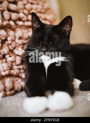 Portrait of a black and white tuxedo cat sleeping on a sofa next to a pillow Stock Photo