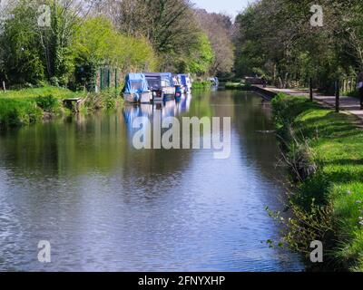 Man walking along towpath of Pontymoile Canal Basin with moored narrowboats on Pontypool stretch of Monmouthshire & Brecon Canal South Wales UK Stock Photo