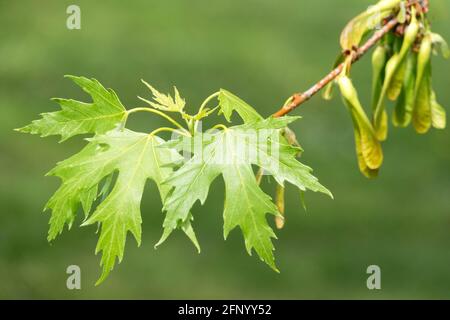 Acer saccharinum leaves spring Stock Photo