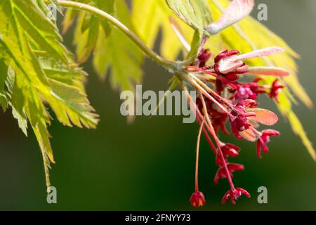Acer japonicum 'Aconitifolium' Leaves Flower Spring, Japanese Maple Blooming Acer 'Aconitifolium' close up Stock Photo