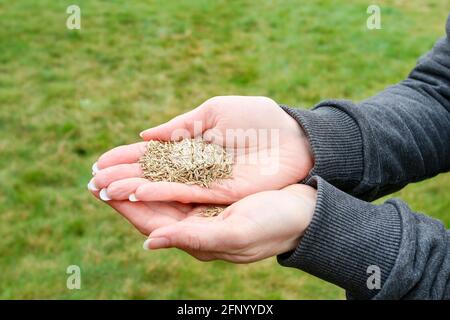 Woman holding seeds of grass in her hands. Beautiful lawn in the garden. Stock Photo