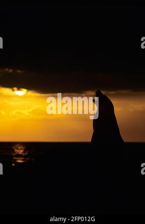 Galapagos Sea Lion - Silhouetted at Sunset Zalophus californianus wollebacki Isabela Island, Galapagos Stock Photo