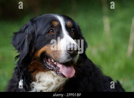 portrait of Bernese mountain dog panting Stock Photo