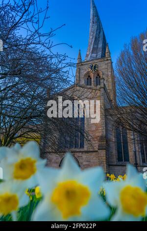 View of Chesterfield Parish Church (Crooked Spire) and daffodils, Chesterfield, Derbyshire, England, United Kingdom, Europe Stock Photo