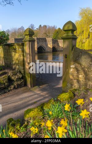 View of daffodils and bridge over River Wye, Bakewell, Derbyshire, Peak District National Park, England, United Kingdom, Europe Stock Photo