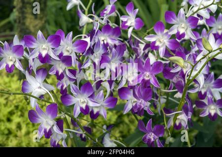 Singapore, Singapur, Asia, Asien; Botanic Garden; Botanischer Garten; tiny purple-white orchids; winzige lila-weiße Orchideen; 小小的紫色白色蘭花 storczyk