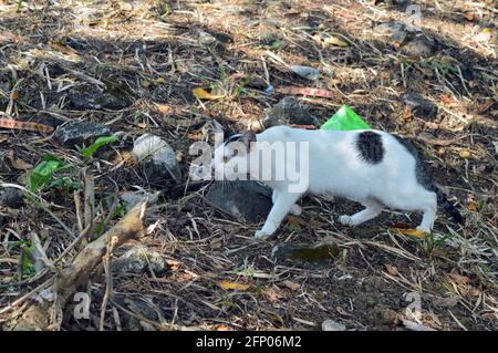 a black and white cat walking on a path edge with gravel and grass in ...
