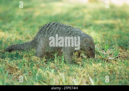 Banded Mongoose - Digging in Lawn for Worms Mungos mungo Etosha National Park, Namibia MA000864 Stock Photo